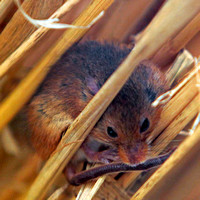 Harvest mouse - Micromys minutus