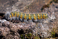 Buff tip moth caterpillar