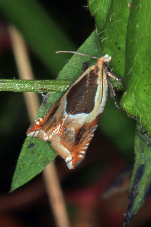 Micro moth - Ancylis badiana