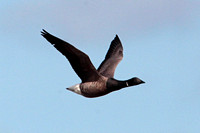 Black brant goose