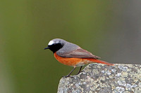 Redstart - Phoenicurus phoenicurus