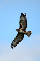 Common  buzzard