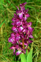 Early purple orchid - Orchis mascula