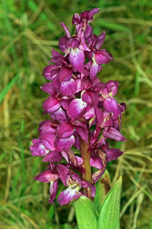 Early purple orchid - Orchis mascula