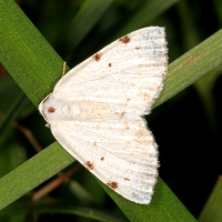 White pinion spotted moth