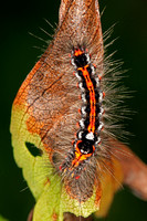 Yellow tailed tussock moth caterpillar - Euproctis similis