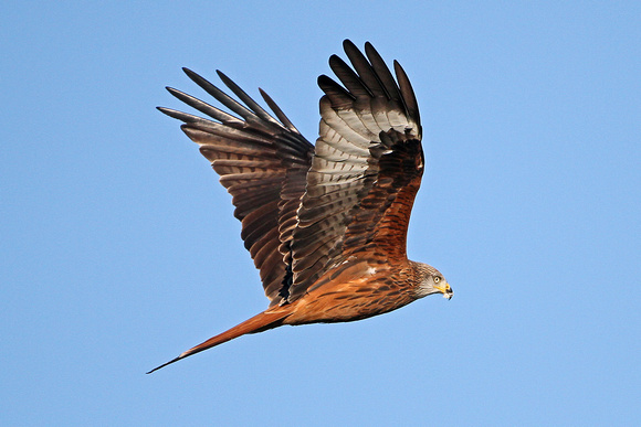 Red kite - Milvus milvus