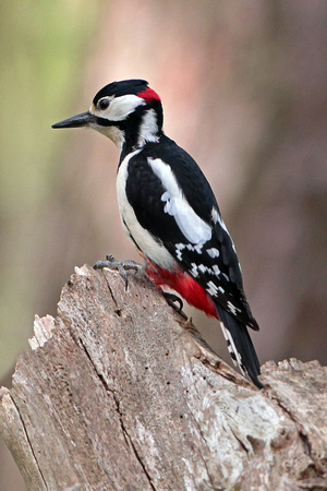May 15 - Great spotted woodpecker
