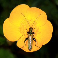 Thick legged flower beetle - Oedemera nobilis