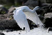 Little egret