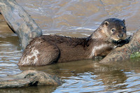 Oct 12 - Eurasian otter