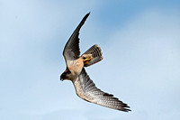 Lanner falcon