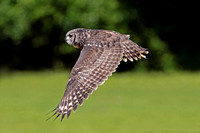Vermiculated  eagle owl