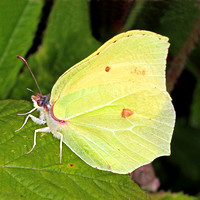 Brimstone butterfly