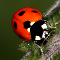 Seven spot ladybird - Coccinella septempunctata