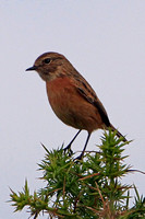 Stonechat