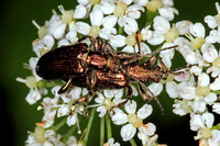 Leaf beetle - Donacia vulgaris
