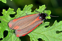 Cinnabar moth