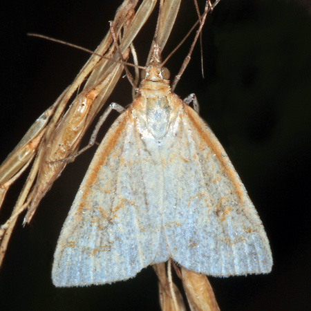 Micro moth - Udea prunalis