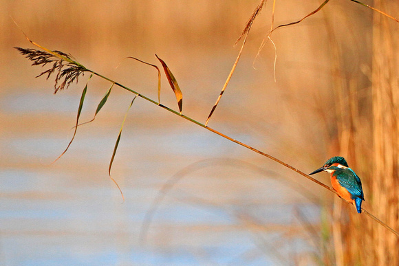 Nov 12 - Kingfisher