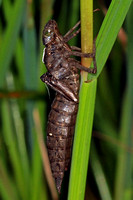 Southern hawker larvae