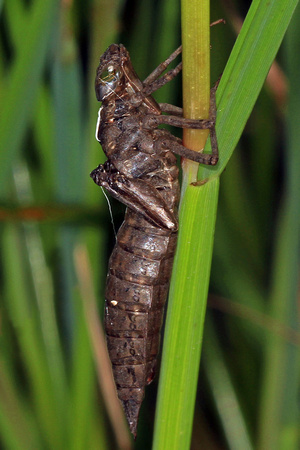 Southern hawker larvae - Aeshna cyanae