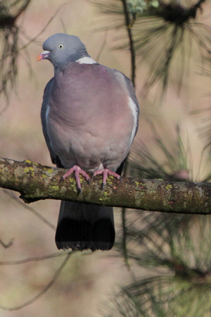 Wood pigeon - Columba  palambus