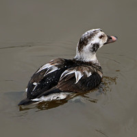 Long tailed duck - Clangula hyemalis