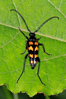 Longhorn beetle - Strangalia quadrifasciatus