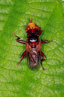 Hover fly - Sicus ferrugineus