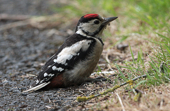 Great spotted woodpecker - Dendrocopos major