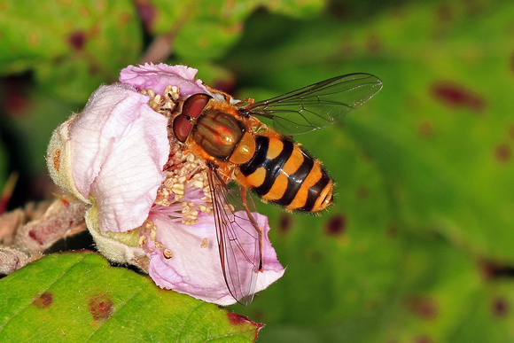 Hover fly - Eupeodes nitens