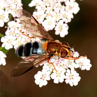 Hover fly - Leucozona glaucia