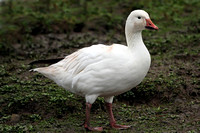 Greater snow goose