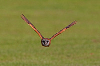 Ashy faced owl - Tyto glaucops