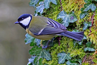 Great tit