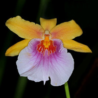 Orchid - Miltonia sunset