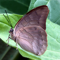 Banded king shoemaker butterfly - Archaeoprepona demophon