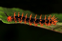 Malachite butterfly caterpillar - Siproeta stelenes
