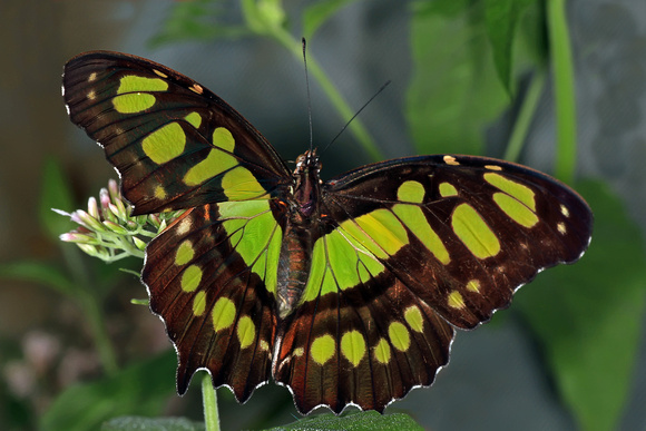 Malachite butterfly - Siproeta stelenes
