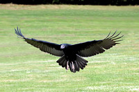 Turkey vulture - Catharates aura