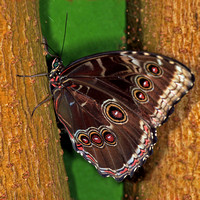 Blue morpho butterfly - Morpho Peleides