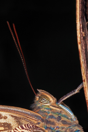 Blue morpho butterfly - Morpho peleides
