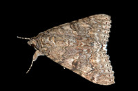 Twin spot carpet moth