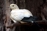 Pied pigeon - Ducular bicolour