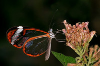 Glasswing butterfly - Greta oto