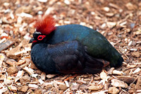 Crested wood partridge - Rollulus rouloul