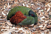 Crested wood partridge - Rollulus rouloul