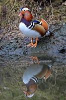 Mandarin duck - Aix galericulata