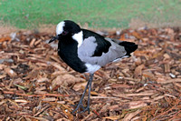 Blacksmith plover - Vanellus armatus